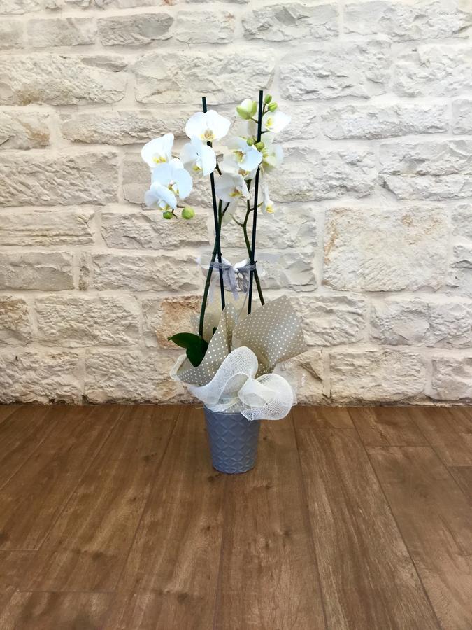 B&B Sant'Agostino Giovinazzo Kültér fotó